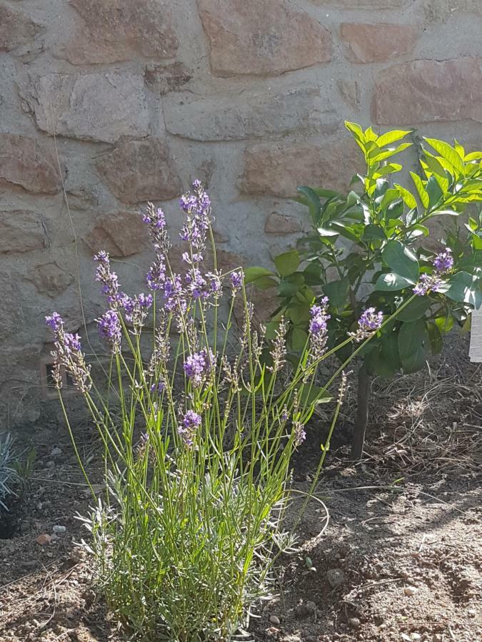 La petite bergerie Villa Roquebrune-sur-Argens Eksteriør bilde
